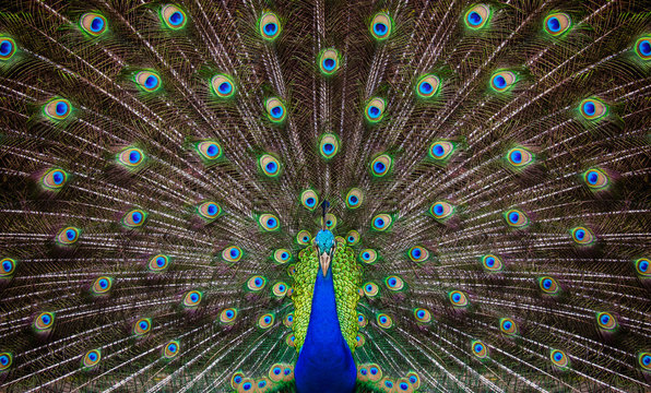 Fototapeta Portrait of beautiful peacock