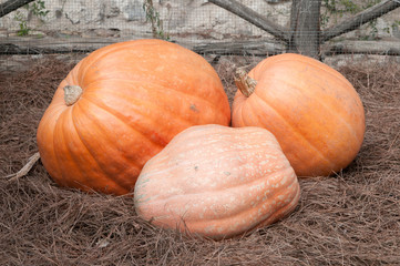 3 calabazas en huerto