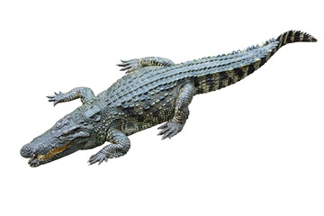 crocodile on white background.
