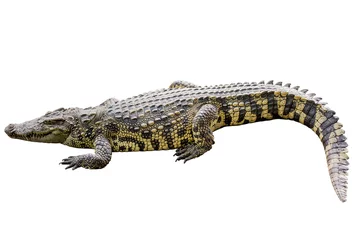 Foto op Plexiglas Crocodile yellow stripes on white background. © edkoumi