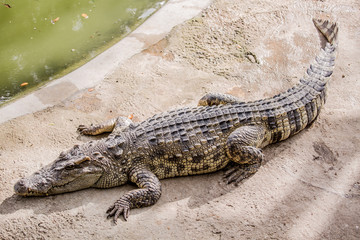 Krokodil in Thailand-Farm.
