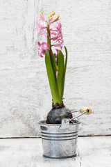 Hyacinth flowers in wooden pot, copy space