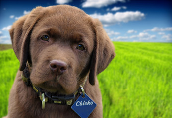 young labrador retriever puppy