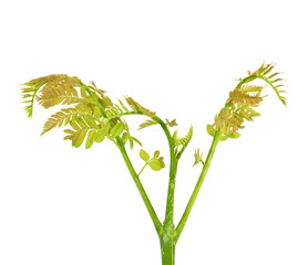 green leaves on white background for abstract texture