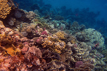 Fototapeta na wymiar Korallen im Roten więcej