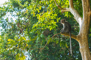 Monkey sitting on a tree in a forest