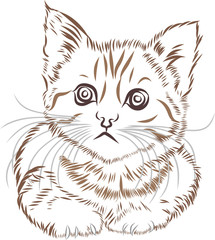 Cat eye