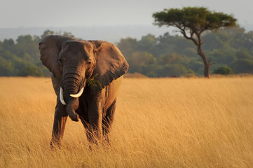 Masai Mara-Elefant