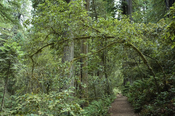 Redwood forest