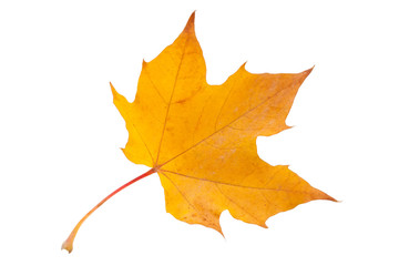 Maple leaf