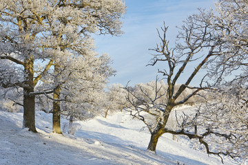 Oak tree in winter