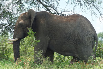 elefante © andreafer99