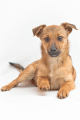 Small dog lying on white background with a raised paw