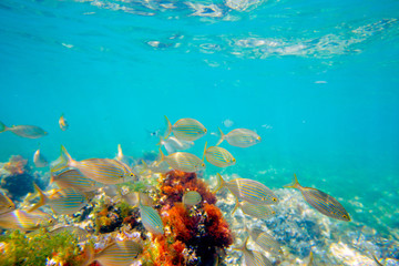 Mediterranean underwater with salema fish school