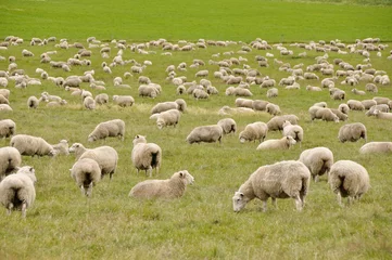 Poster Kudde schapen in Nieuw-Zeeland © Noradoa