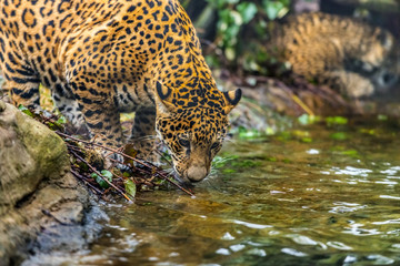 Naklejka na ściany i meble Close-up strzał młodej Jaguar kot wody pitnej