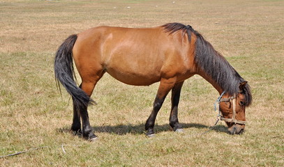 Brown horse on a meadow