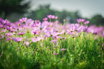 Obraz na płótnie Canvas Purple cosmos flower in the garden1