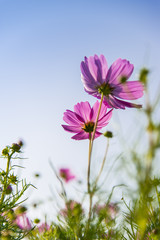 Pink cosmos flower in with blue sky4