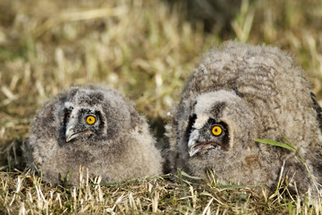 Long-eared Owl (Asio otus) two owlets