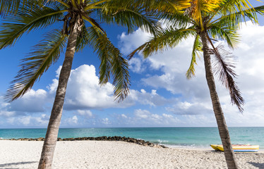 wonderful beach with palms