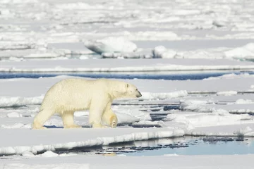Abwaschbare Fototapete Arktis Eisbär auf Spitzbergen