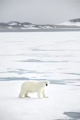 Crédence de cuisine en plexiglas Cercle polaire Ours polaire au Svalbard