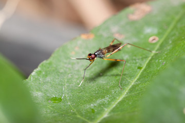 macro ant