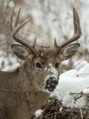 Deer with snow on its face