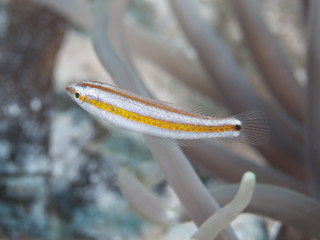 Hartzfeld's wrasse