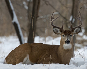 Whitetail Deer laying in the snow - Powered by Adobe