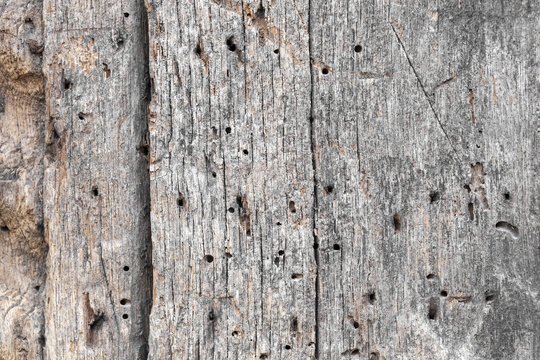 altes Holz mit Holzwurm