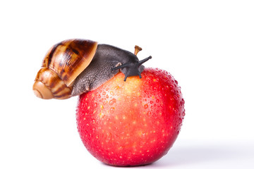 Black snail on red apple isolated white background