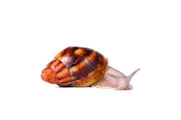 Cream striped snail on isolated white background