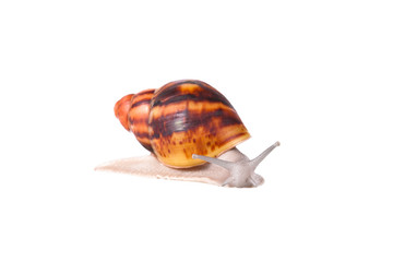 Cream striped snail on isolated white background