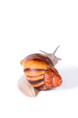 Cream striped snail on isolated white background