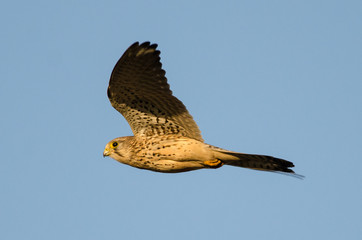 Kestrel flying