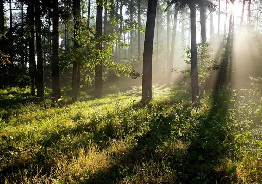 Sun rays in a forest during sunrise