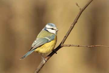 Blue tit - Parus caeruleus on a twig in the autumn forest