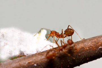 macro ant