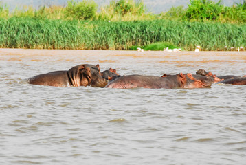 Fototapeta premium Hippo on Chamo Lake, Ethiopia