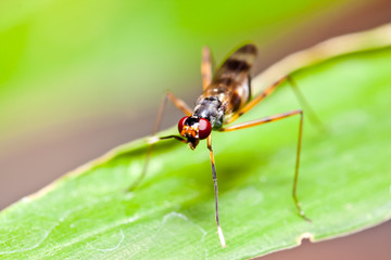 macro ant