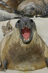 Southern elephant seal, Mirounga leonina,