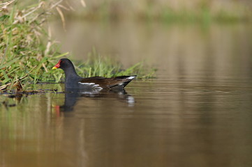 Galinule poule d'eau 2
