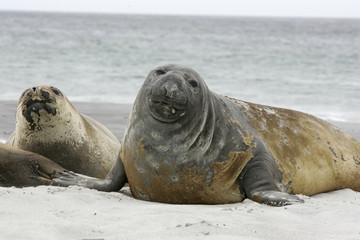 Fototapeta premium Southern elephant seal, Mirounga leonina,