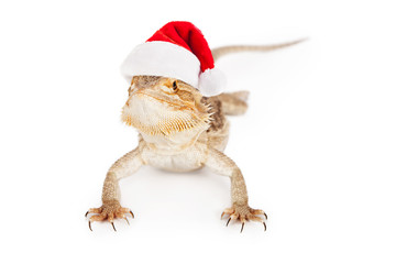 Bearded Dragon Wearing Santa Hat