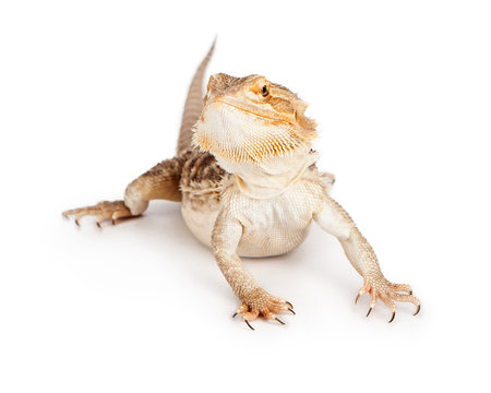 Bearded Dragon On White