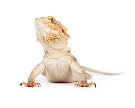 Bearded Dragon Looking Up