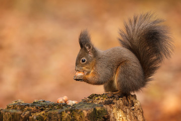 Naklejka na ściany i meble Red squirrel raiding the nuts