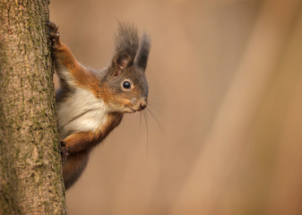 Red Eurasian squirrel clinging to tree trunk